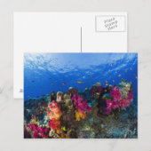 Zachte koralen op ondiep rif, Fiji Briefkaart (Voorkant / Achterkant)