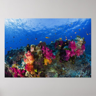 Zachte koralen op ondiep rif, Fiji Poster