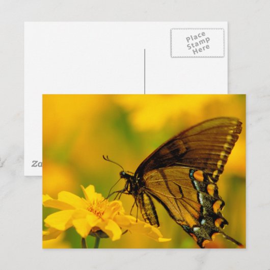 Zachte landing briefkaart (Voorkant / Achterkant)