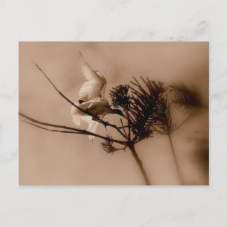 zachte landing briefkaart