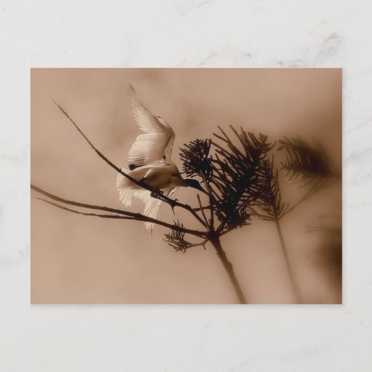 zachte landing briefkaart (Voorkant)