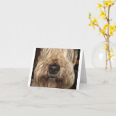 zachte met een laag bedekte wheaton terrier.png kaart (Gele Bloem)
