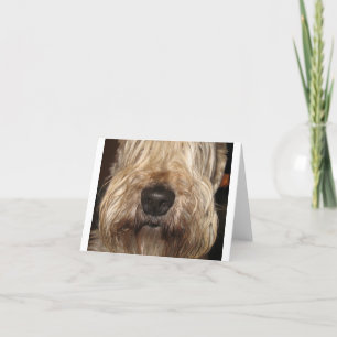 zachte met een laag bedekte wheaton terrier.png kaart