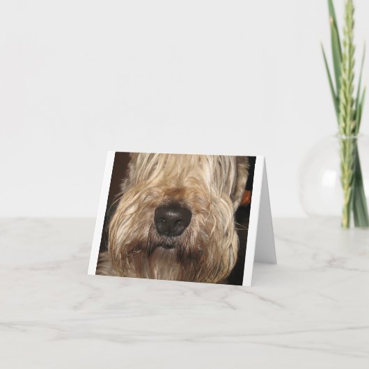 zachte met een laag bedekte wheaton terrier.png kaart (Voorkant)