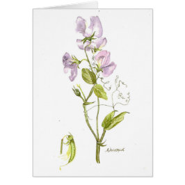 Zachte paarse waterverf zoete doperwt