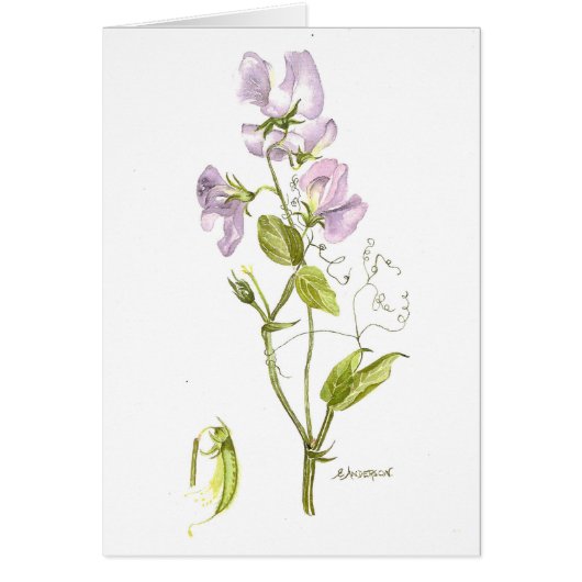 Zachte paarse waterverf zoete doperwt (Voorkant)