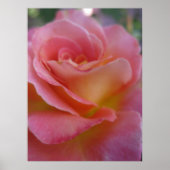 Zachte peach (1) Poster (Voorkant)