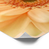 Zachte perzikkleur van Daisy-gerbera. Afdrukken Poster (Hoek)