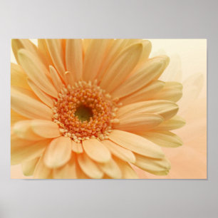 Zachte perzikkleur van Daisy-gerbera. Afdrukken Poster