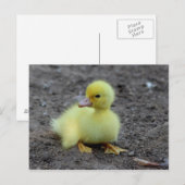 Zachte Pluizige Eend Geel Briefkaart (Voorkant / Achterkant)