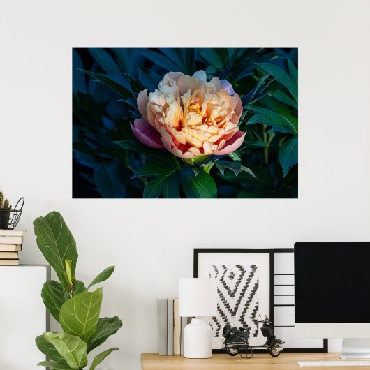 Zachte pracht: Peach Peony fotografie Poster (Thuiskantoor)