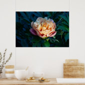 Zachte pracht: Peach Peony fotografie Poster (Keuken)