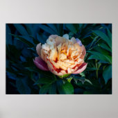 Zachte pracht: Peach Peony fotografie Poster (Voorkant)