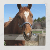 Zachte quarter-paarden