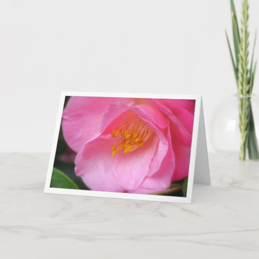 Zachte roos camelia side uitzicht kaart (Voorkant)
