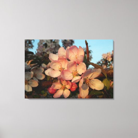 Zachte roze appel bloesems verpakt canvas print (Voorkant)