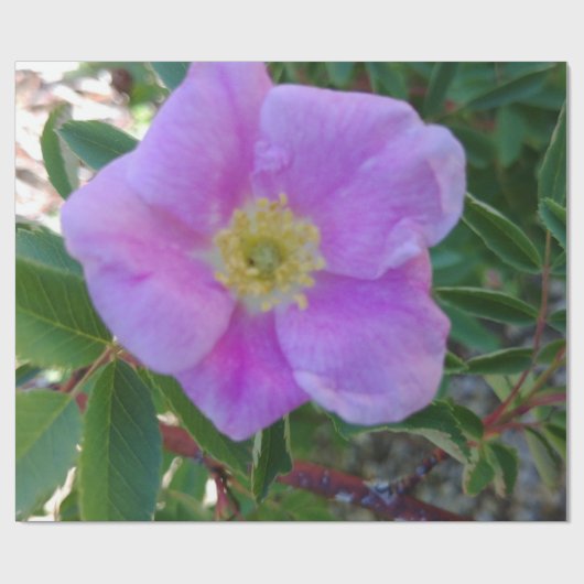 Zachte roze bloei cadeaupapier (Vlak)