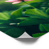 Zachte roze bloemen poster (Hoek)