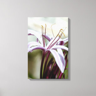 Zachte Roze Lelie Bloem Botanische Foto Kunst Canvas Afdruk
