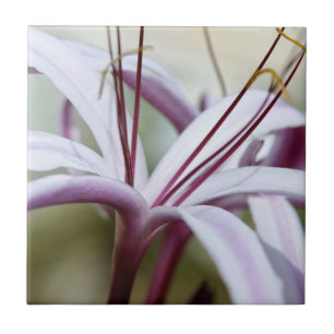 Zachte Roze Lelie Bloem Botanische Foto Kunst Tegeltje