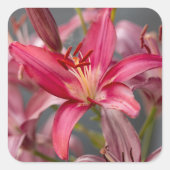 Zachte Roze Lelie Vierkante Sticker (Voorkant)