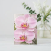 Zachte Roze Phalaenopsis Orchidee Briefkaart (Staand voorkant)