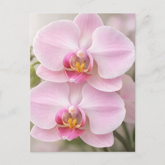 Zachte Roze Phalaenopsis Orchidee Briefkaart (Voorkant)