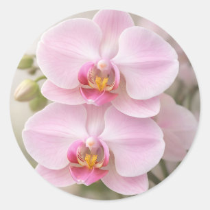 Zachte Roze Phalaenopsis Orchidee Ronde Sticker
