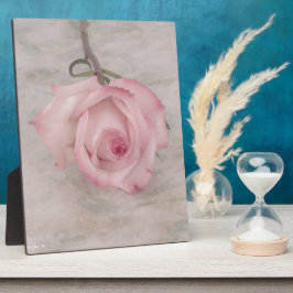 Zachte Roze Roos Bloem Fotoplaat