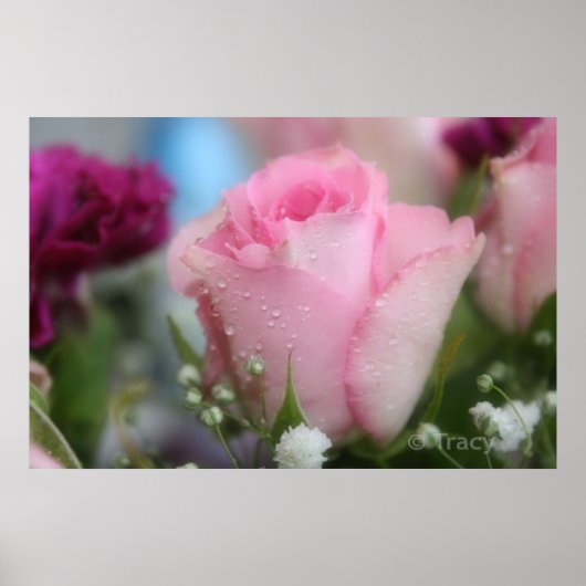 Zachte Roze Roze Poster (Voorkant)