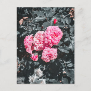 Zachte Roze Rozen in Bloei Briefkaart
