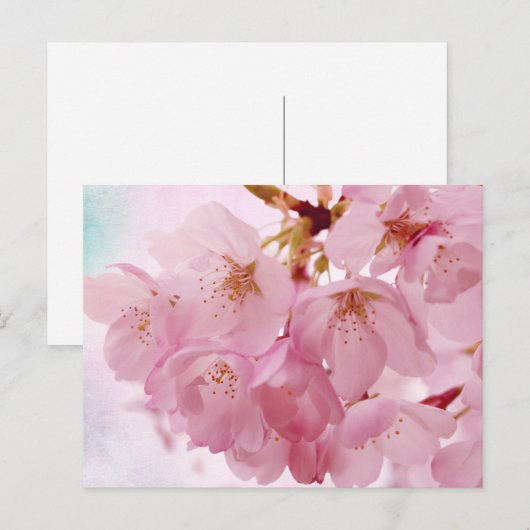 Zachte roze torenbloesems briefkaart (Voorkant / Achterkant)