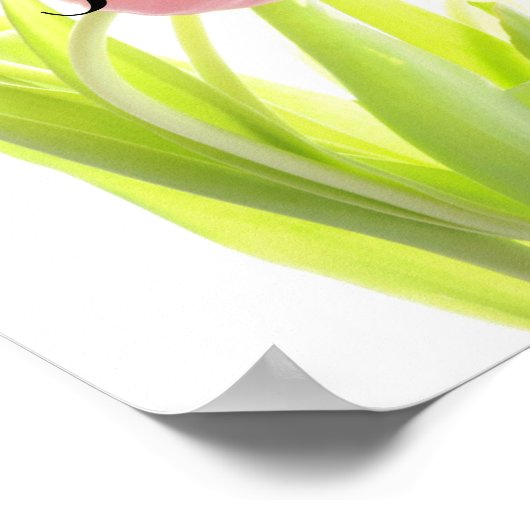 Zachte roze Tulpen, Poster van het Vrijgezellenfee (Hoek)