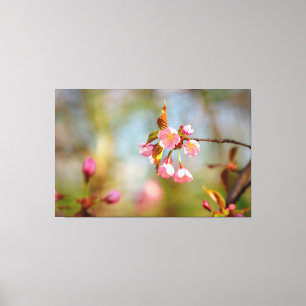 Zachte Roze Zachte Kersenbloesem Bloemen In De Len Canvas Afdruk