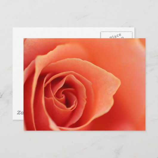 Zachte Rozen Petals Briefkaart (Voorkant / Achterkant)