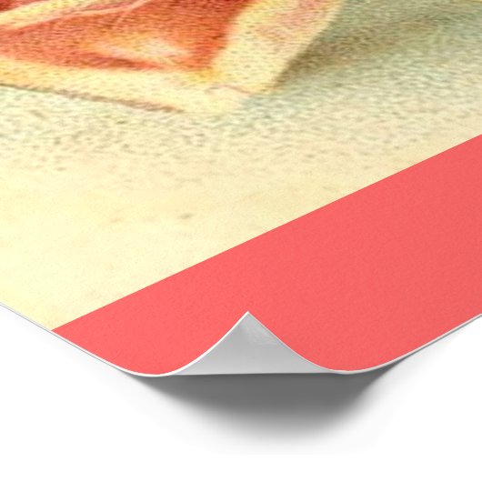 Zachte rozen poster (Hoek)