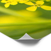 Zachte schattige gele bloemen op de lentedag poster (Hoek)