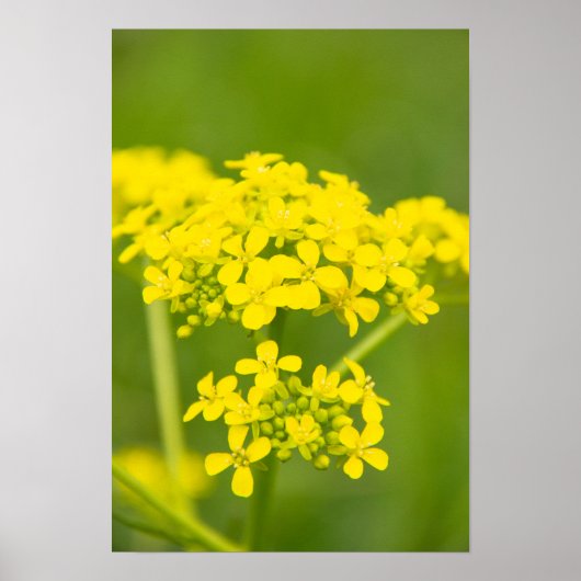 Zachte schattige gele bloemen op de lentedag poster (Voorkant)
