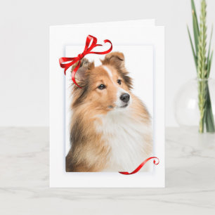 Zachte Sheltie Kerstkaart Feestdagen Kaart