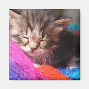 Zachte Slaperige Pasgeboren Kitten Foto Magneet