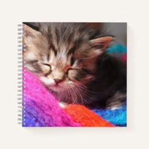 Zachte Slaperige Pasgeboren Kitten Foto Notitieboek