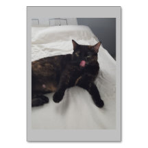 Zachte vacht, Kat, Bijvoeglijke lezing Flashcards