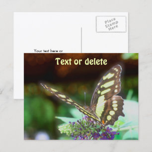 Zachte Vlinder Op Bloem Natuur Foto Persoonlijk Briefkaart