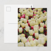 Zachte voorjaarsbloemen briefkaart (Voorkant / Achterkant)