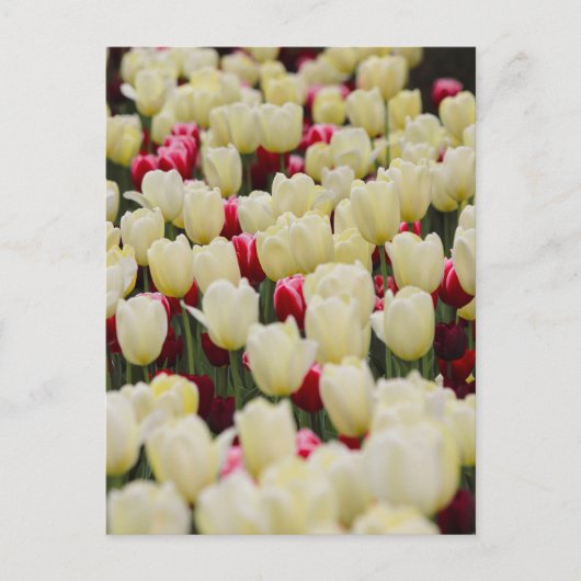 Zachte voorjaarsbloemen briefkaart (Voorkant)