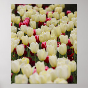 Zachte voorjaarsbloemen poster