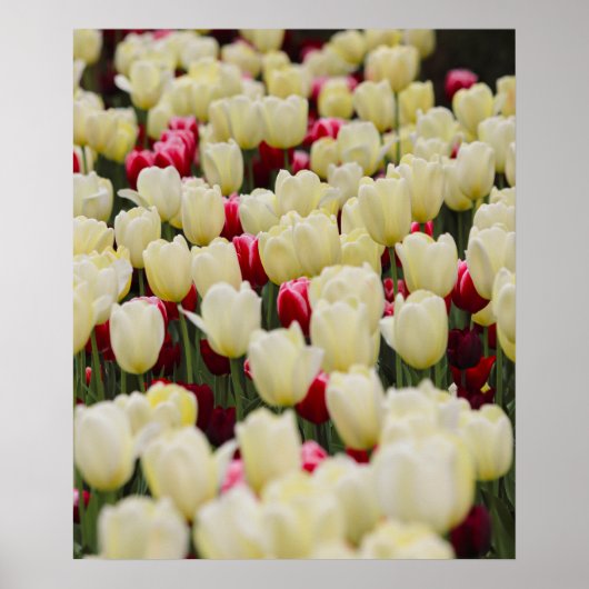 Zachte voorjaarsbloemen poster (Voorkant)