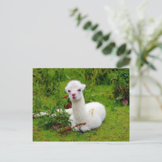 Zachte witte Alpaca Dier Briefkaart (Staand voorkant)