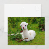 Zachte witte Alpaca Dier Briefkaart (Voorkant / Achterkant)