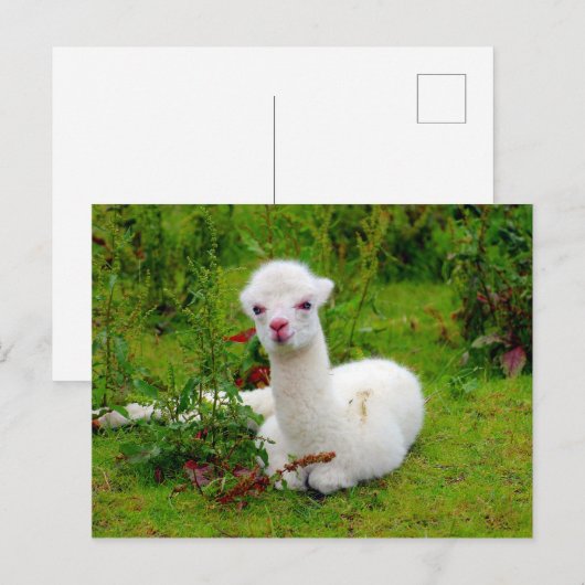Zachte witte Alpaca Dier Briefkaart (Voorkant / Achterkant)